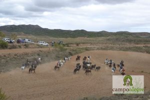 Campo Alegre Saca Torrellas 64